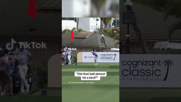 Bird Nearly Halts Play in Shocking On-Field Incident