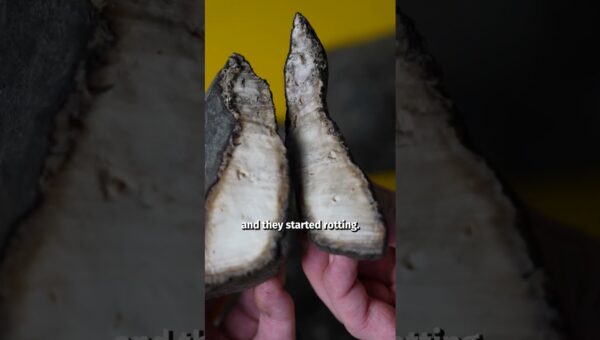 Charles Goodyear: The Man Who Tamed Rubber