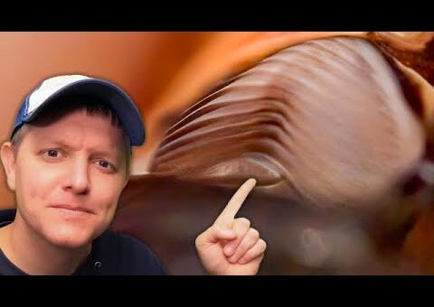 Cicada Symphony: Unraveling the Insect’s Sonic Secrets