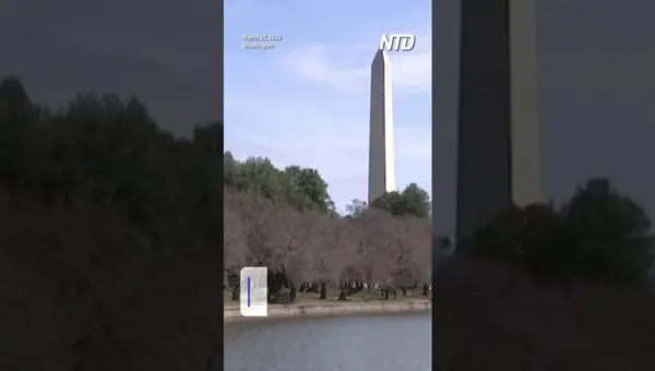 Blossoms Bloom as Japan Gifts New Trees to U.S.