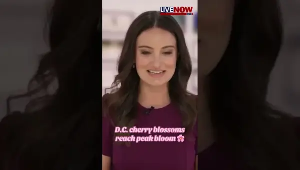 DC Cherry Blossoms Peak: Kite Festival Takes Flight