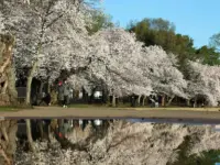 DC’s Cherry Blossoms Signal Enduring US-Japan Friendship