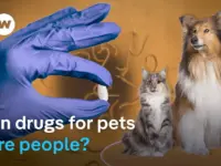 Dog Drug Shows Promise for Human Health Crisis