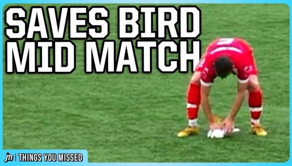 Goalie’s Seagull Mishap Leads to Bizarre Soccer Championship Win