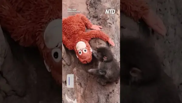 Monkey’s New Friend: Beyond the Plush Toy Mother