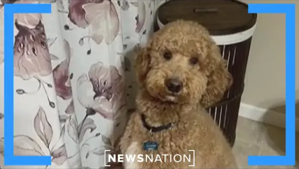 NY Deputies Execute Daring River Rescue of Dog