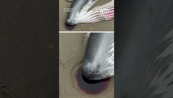 NYC Beach Death: Endangered Whale’s Fate Sparks Concern