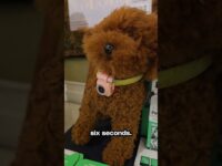 Pet Phone: Your Pet Can Now Call You!