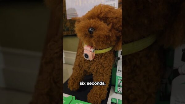 Pet Phone: Your Pet Can Now Call You!