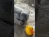 Seal’s Adorable Duck Toy Friendship Captivates Online