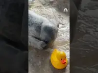 Seal’s Adorable Duck Toy Friendship Captivates Online