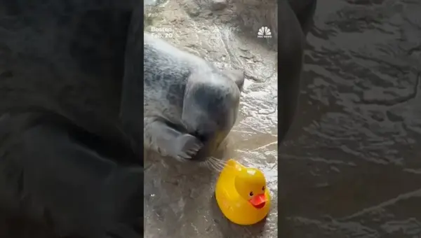 Seal’s Adorable Duck Toy Friendship Captivates Online