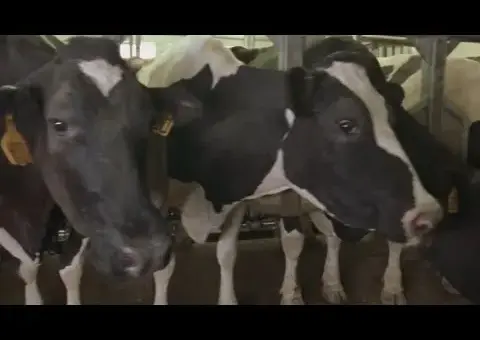 US Beefs Up ‘Product of USA’ Label Rules