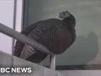 Wild Turkey ‘Astoria’ Charms NYC, Finds Dedicated Caretakers