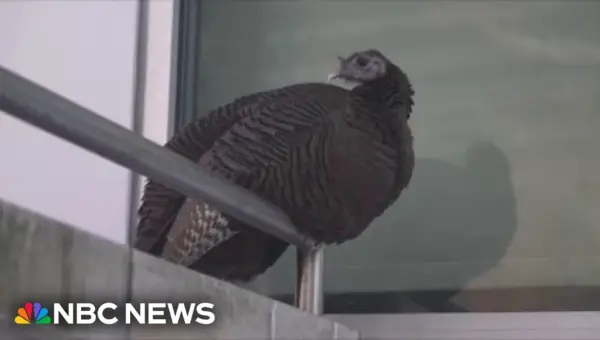 Wild Turkey ‘Astoria’ Charms NYC, Finds Dedicated Caretakers
