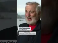 13 Whales Wash Ashore in Washington: Officials Sound Alarm