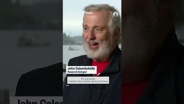 13 Whales Wash Ashore in Washington: Officials Sound Alarm