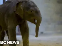 Baby Elephant Charms Crowds at National Zoo Debut