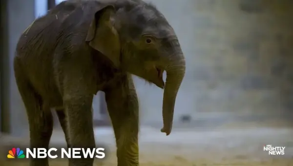 Baby Elephant Charms Crowds at National Zoo Debut