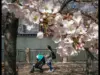 Blossom Brigade Fights Back Against Tourist Damage