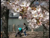 Blossom Brigade Fights Back Against Tourist Damage