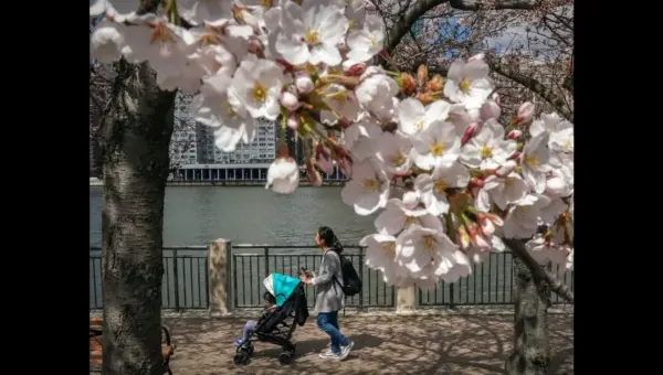 Blossom Brigade Fights Back Against Tourist Damage