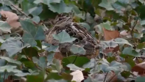 City Birders Flock to Bryant Park for Rare Woodcock Sighting