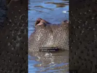 Colombia Weighs Killing ‘Cocaine Hippos’ Escaped from Escobar Zoo