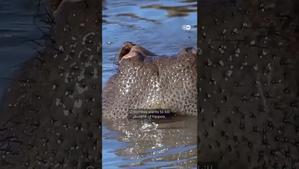 Colombia Weighs Killing ‘Cocaine Hippos’ Escaped from Escobar Zoo