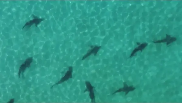 Drug-Laced Sharks Signal Environmental Crisis