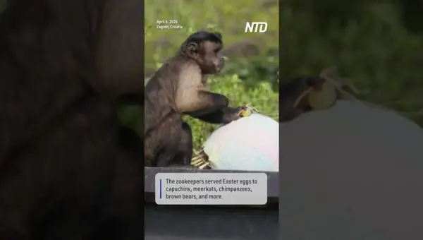 Easter Joy Blooms: Zoo Animals Unwrap Special Treats