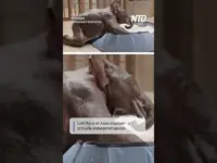 Elephant Calf’s Bath Time Fun Captures Hearts