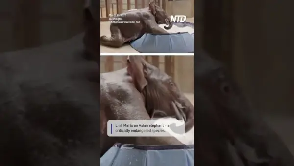 Elephant Calf’s Bath Time Fun Captures Hearts