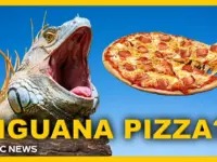 Florida Pizzeria Serves Iguana Pizza to Fight Invasive Species