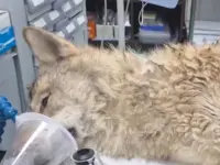 Fugitive Wolf Captures South Korea’s Heart