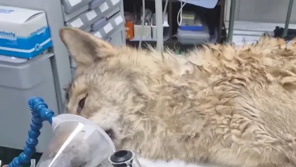 Fugitive Wolf Captures South Korea’s Heart