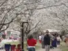 Georgia Town Rivals DC in Cherry Blossom Glory