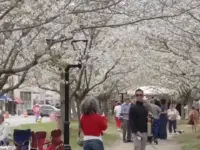 Georgia Town Rivals DC in Cherry Blossom Glory