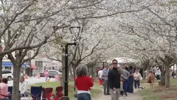Georgia Town Rivals DC in Cherry Blossom Glory
