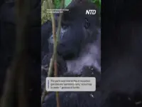 Gorilla Twins’ Births Signal Hope for Endangered Species