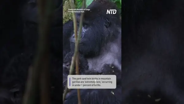 Gorilla Twins’ Births Signal Hope for Endangered Species