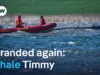Humpback Whale ‘Timmy’ Fights for Life Off German Coast