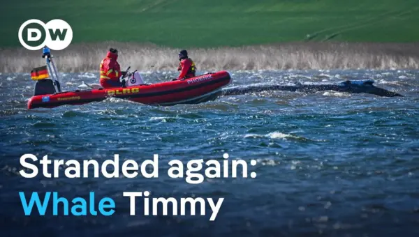Humpback Whale ‘Timmy’ Fights for Life Off German Coast