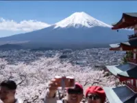 Japan Culls Crowds: Cherry Blossom Fest Falls Victim