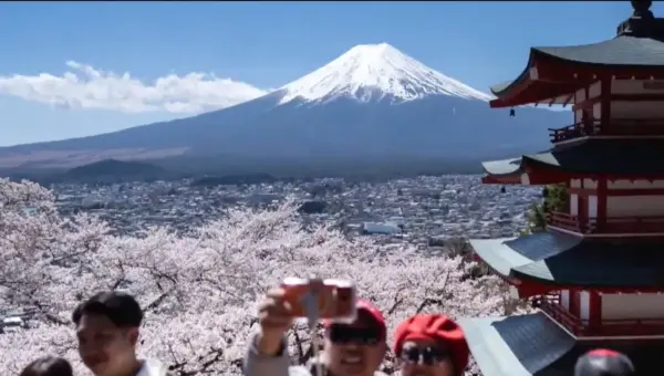 Japan Culls Crowds: Cherry Blossom Fest Falls Victim