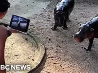 Man Jumps Into Viral Hippo Moo Deng’s Enclosure