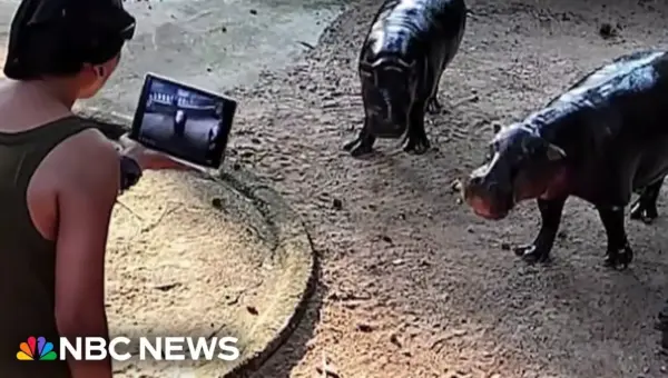Man Jumps Into Viral Hippo Moo Deng’s Enclosure