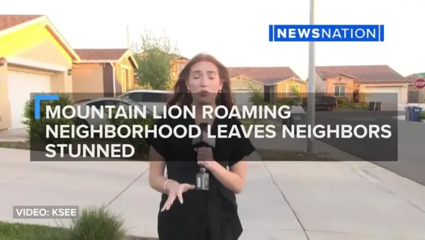 Mountain Lion Roams Merced, Sparking Safety Concerns