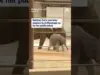 National Zoo’s Baby Elephant Linh Mai Ready for Public Debut