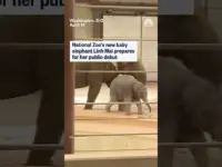 National Zoo’s Baby Elephant Linh Mai Ready for Public Debut